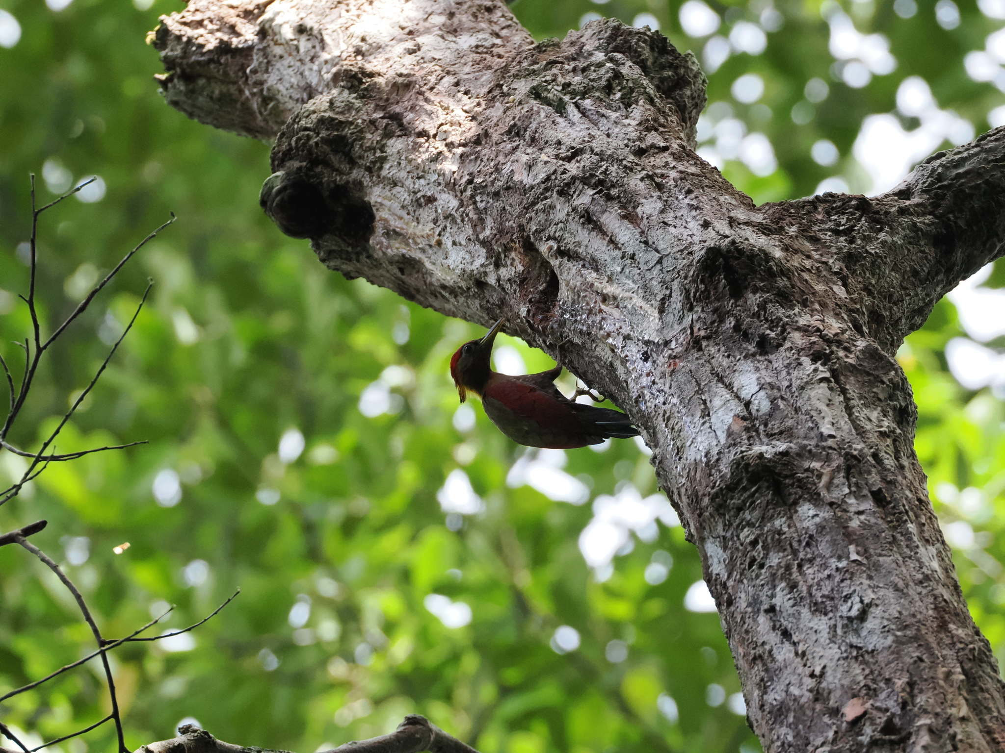 Crimson-winged Woodpecker (Picus puniceus), photo 9