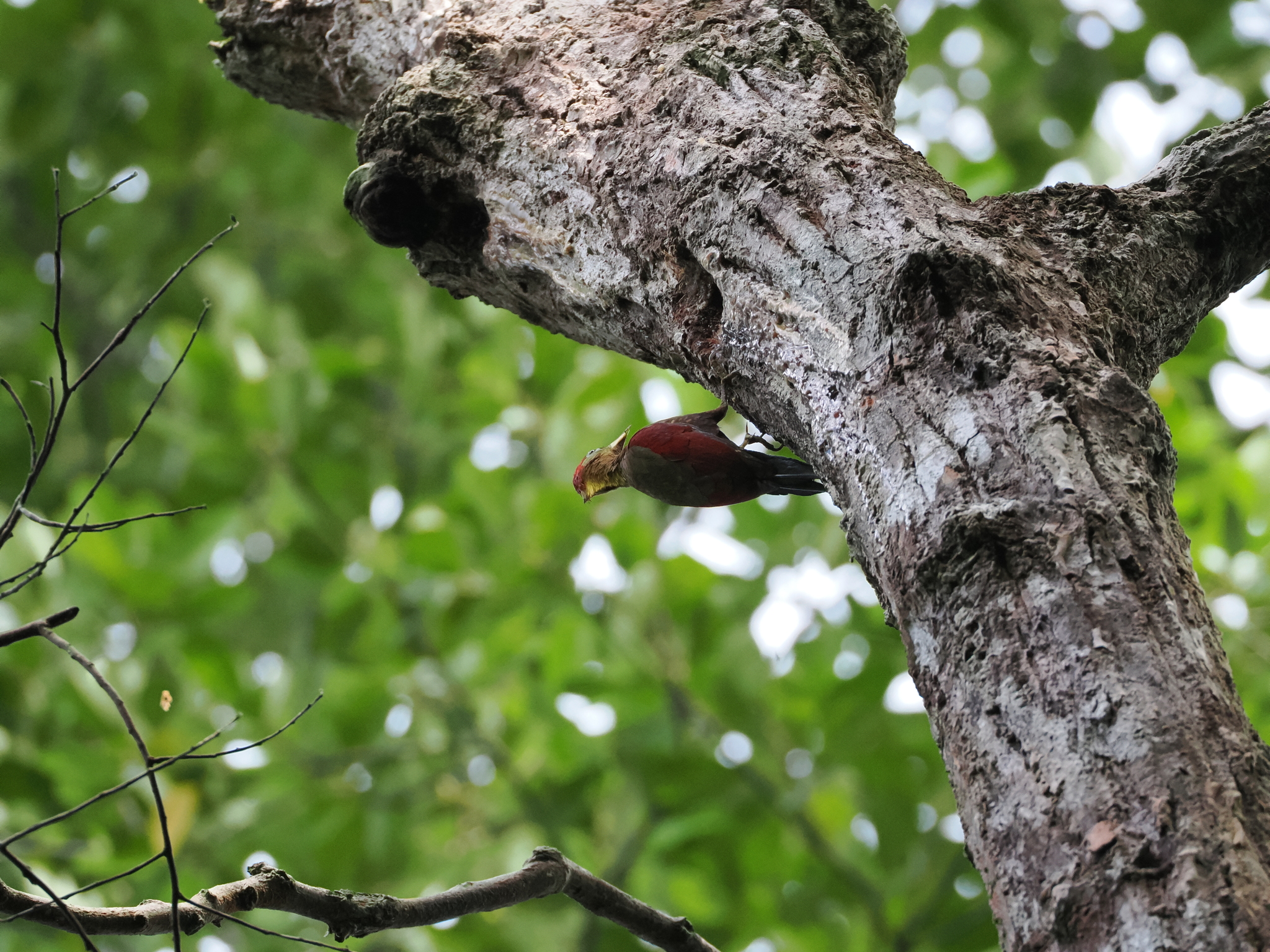 Crimson-winged Woodpecker (Picus puniceus), photo 10