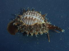 Pusula solandri