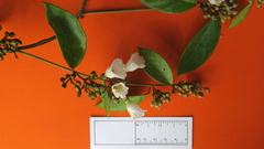 Bonamia agrostopolis