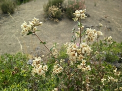 Viviania