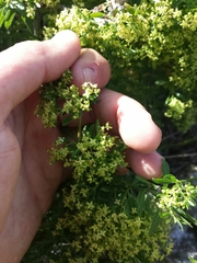 Galium catalinense acrispum