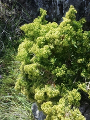 Galium catalinense acrispum