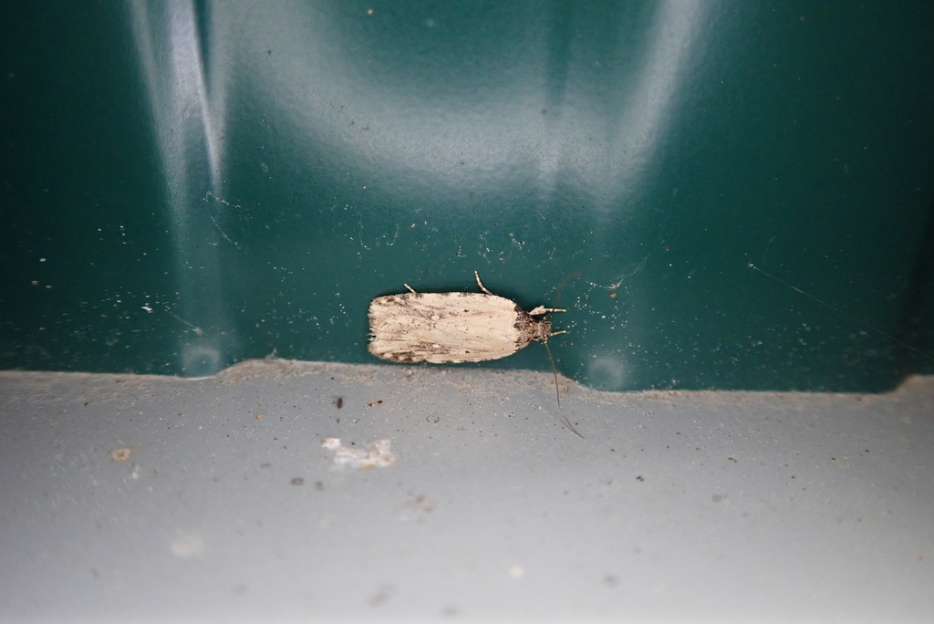 Beggartick Leaffolder