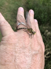 Phanogomphus militaris