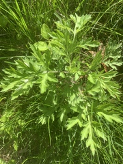 Petroselinum crispum