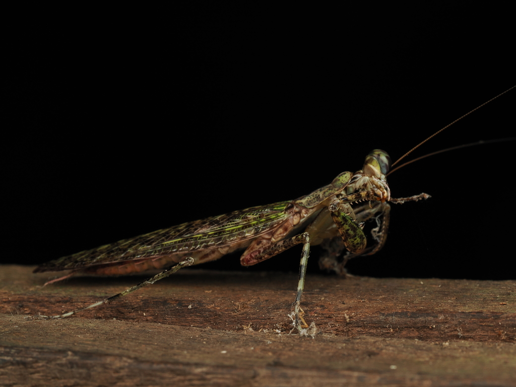 Humbertiella ocularis (Humbertiella ocularis)