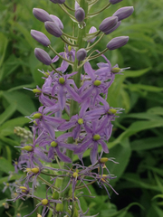 Camassia angusta