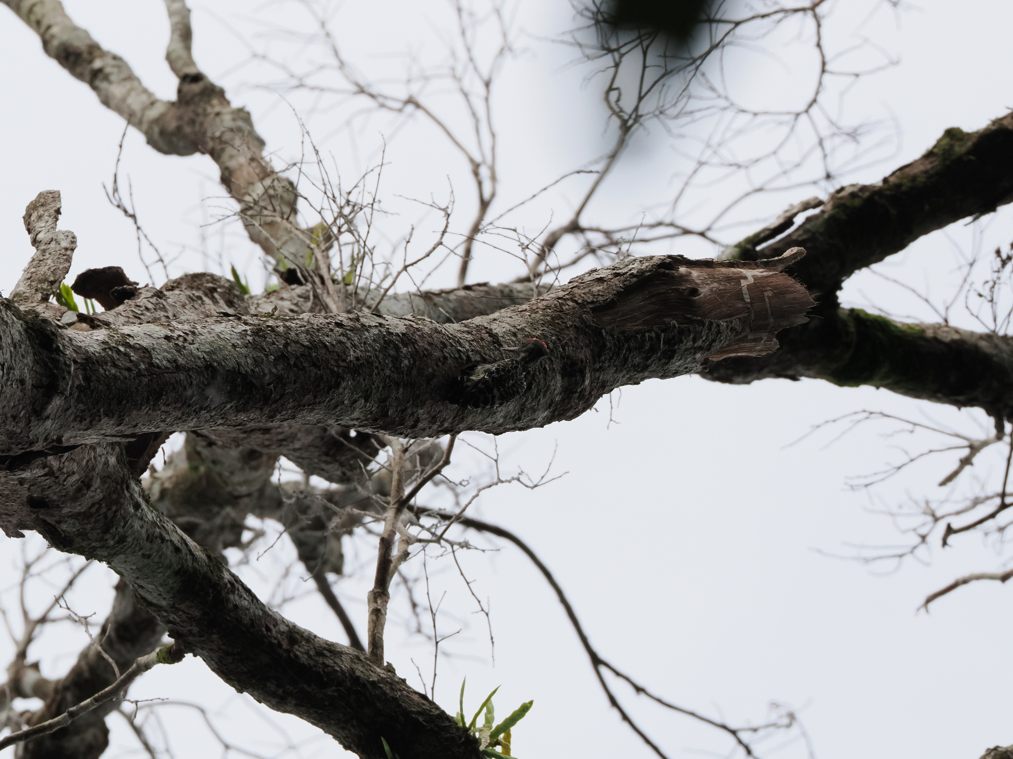 Grey-and-buff Woodpecker (Hemicircus concretus), photo 7
