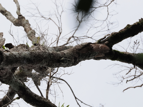 Grey-and-buff Woodpecker (Hemicircus concretus), photo 4