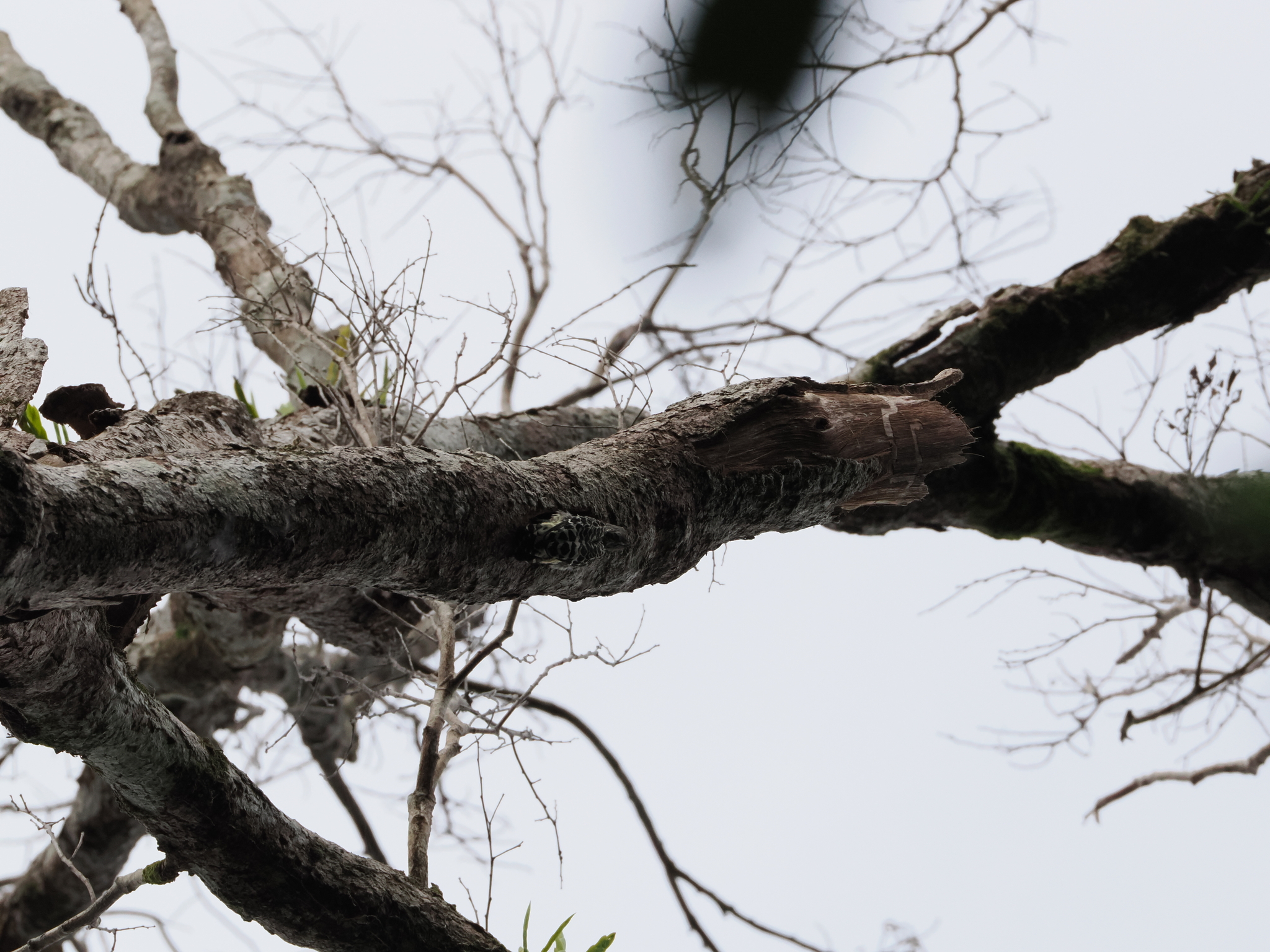 Grey-and-buff Woodpecker (Hemicircus concretus), photo 6