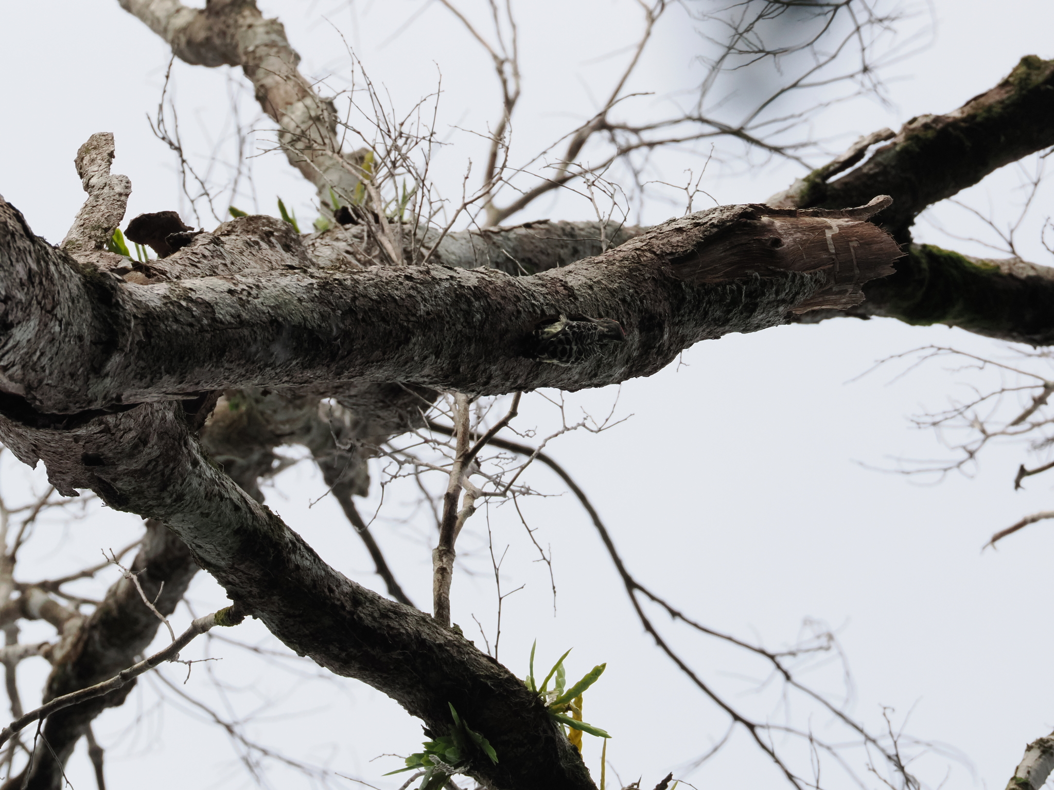 Grey-and-buff Woodpecker (Hemicircus concretus), photo 8