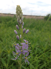Camassia angusta
