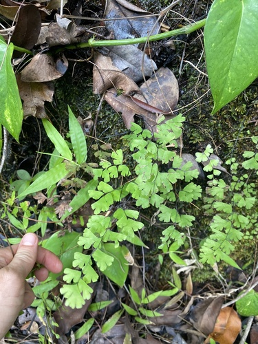 Adiantum capillus-veneris, 2024-06-04