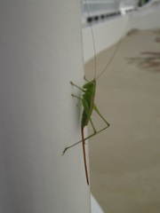 Conocephalus hastatus