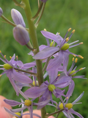 Camassia angusta