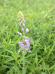 Camassia angusta