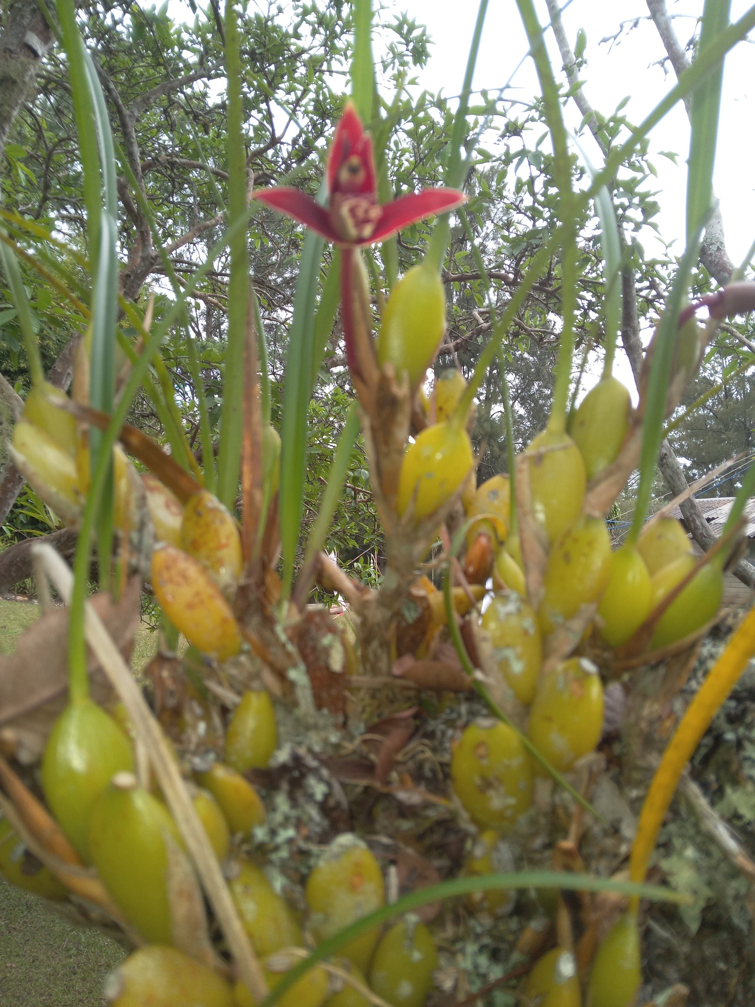 Imagem de Orquídea-da-serra