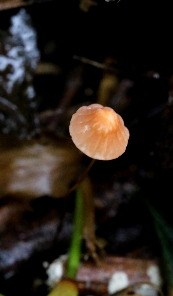 Marasmius siccus · June 2024 · photo: © agnestrekker (iNaturalist, CC)