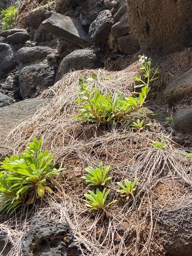 Lysimachia mauritiana observed 2024-06-04