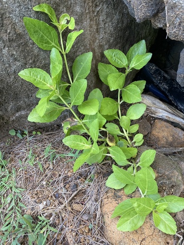 Lipochaeta succulenta observed 2024-06-04