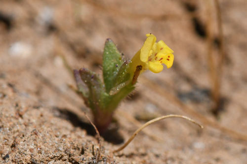 egg lake monkeyflower (Diplacus pygmaeus)