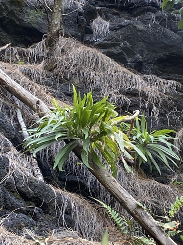 Lobelia niihauensis observed 2024-06-04