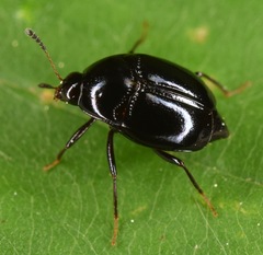 Scaphidium
