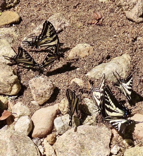 Pale Swallowtail photo 3