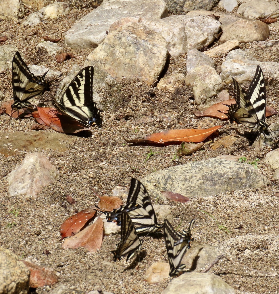 Pale Swallowtail