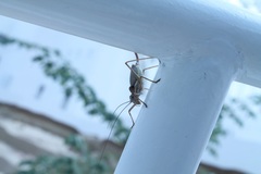 Ephippiger ephippiger