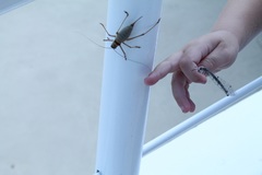 Ephippiger ephippiger