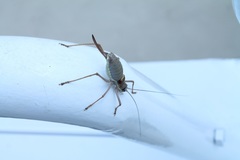 Ephippiger ephippiger