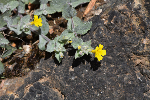 Erythranthe willisii (Erythranthe willisii)
