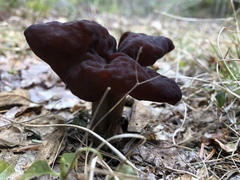Gyromitra
