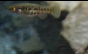White River Killfish