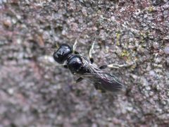 Crossocerus