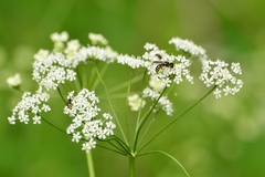 Perideridia americana