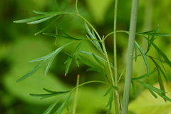 Perideridia americana