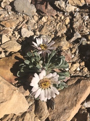 Townsendia scapigera