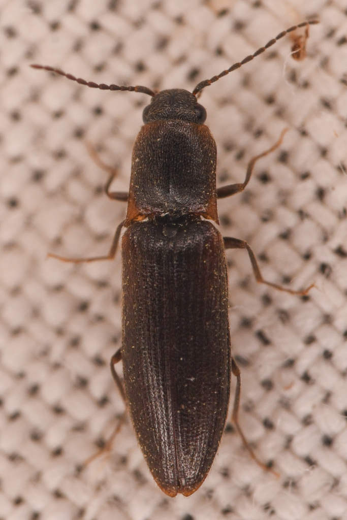 Dalopius usitatus