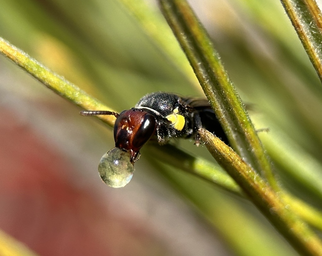 Meroglossa torrida