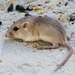 Plains Pocket Mouse - Photo US National Park Service, no known copyright restrictions (public domain)