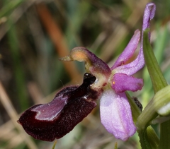 Ophrys bertolonii