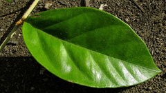 Bonamia agrostopolis