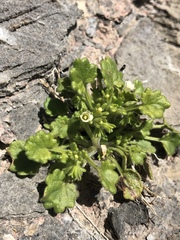 Phacelia rotundifolia