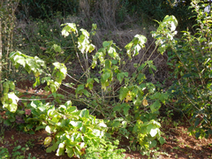 Abutilon pitcairnense