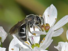 Lasioglossum sexnotatum