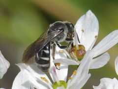 Lasioglossum sexnotatum