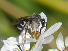 Lasioglossum sexnotatum